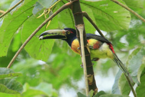 Collared Aracari - Photo by  Bob Gress