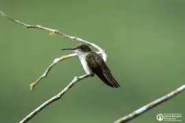 Central Belize Birding Package