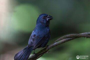 birding tours in belize