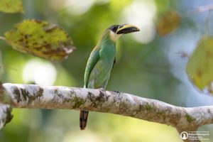 Northern Emerald Toucanet