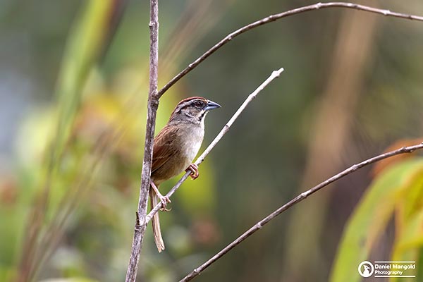 Rusty Sparrow