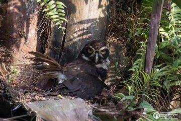 birding tours in belize