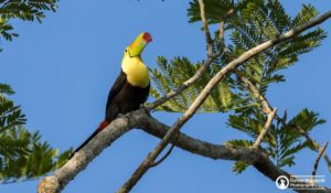 Keel-billed Toucan- Belize National bird