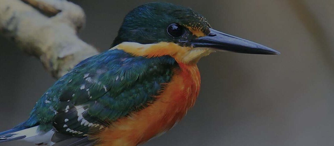 American Pygmy Kingfisher - Bob Gress
