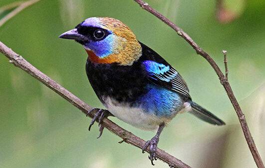 golden hooded tanager