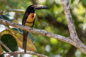 Belize birds- Paradise Expeditions