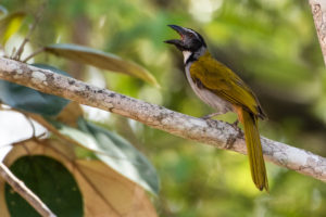 Black headed Saltator