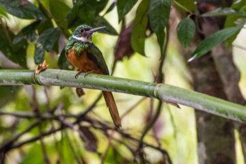 birding tours in belize