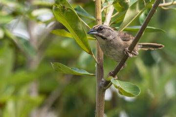 birding tours in belize