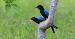 Yucatan Jay Crooked Tree Belize