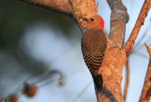 Belize Birds  Birding in Belize photo