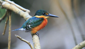 American Pygmy Kingfisher