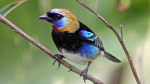 golden hooded tanager - Photo by Al Erickson