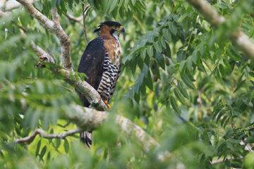 birding tours in belize