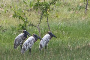 Jabiru stork-  Belize birds photo by Dave Oakley