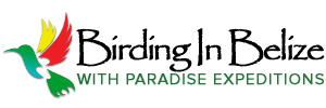 Belize Birding Tours with Paradise Expeditions