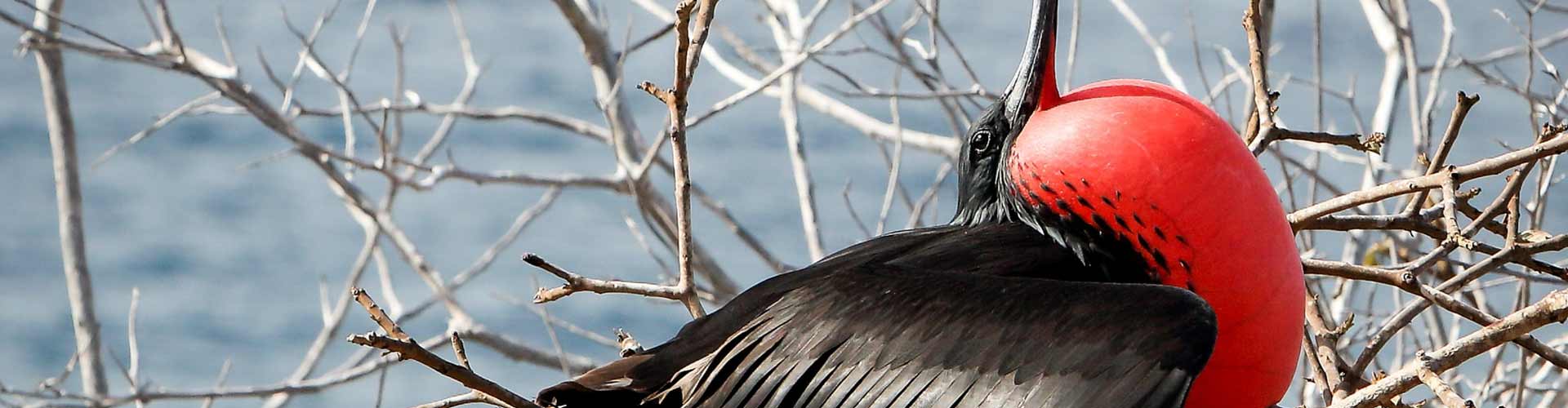 Central Belize and Caye Caulker Birding Package