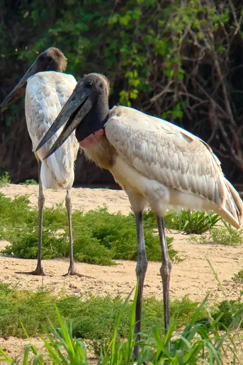 jabiru-stork
